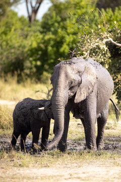 Elephants playing in mud hole, Okavango Delta, Botswana, Africa