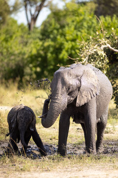 Elephants playing in mud hole, Okavango Delta, Botswana, Africa