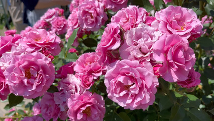Obraz premium Photo of beautiful pink rose flowers in nature in sunny botanical garden. Buds of flowering plants. Picture for notebook cover, copybook, or calendar.