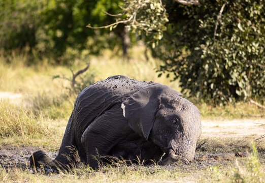 Elephants playing in mud hole, Okavango Delta, Botswana, Africa