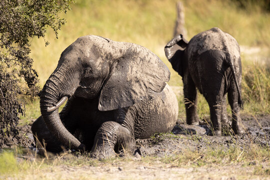 elephants enjoying a mud bath, Okavango Delta, Botswana, Africa