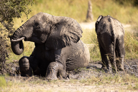 elephants enjoying a mud bath, Okavango Delta, Botswana, Africa