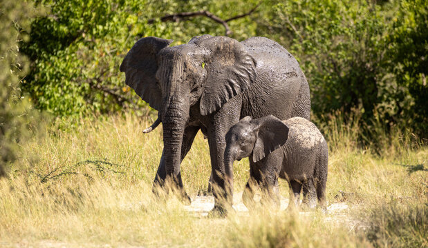 elephants enjoying a mud bath, Okavango Delta, Botswana, Africa