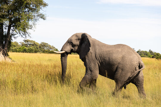 elephants enjoying a mud bath, Okavango Delta, Botswana, Africa