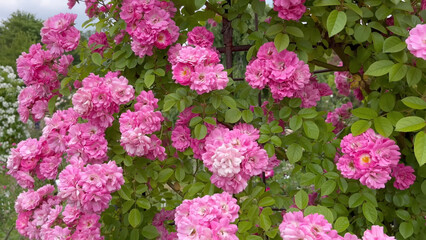 Fototapeta premium Photo of beautiful pink rose flowers in nature in sunny botanical garden. Buds of flowering plants. Picture for notebook cover, copybook, or calendar.