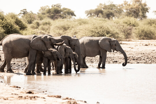 elephants congregating by water hole, Makgadigadi National Park, Botswana, Africa