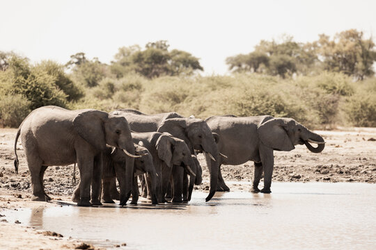 elephants congregating by water hole, Makgadigadi National Park, Botswana, Africa