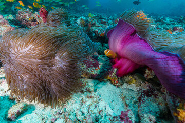 coral reef in the sea © Evgenios
