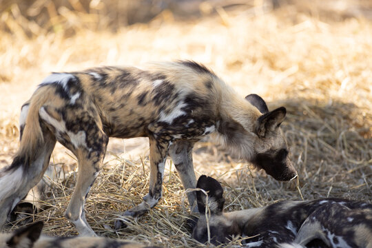 pack of wild dogs, Okavango Delta, Botswana, Africa