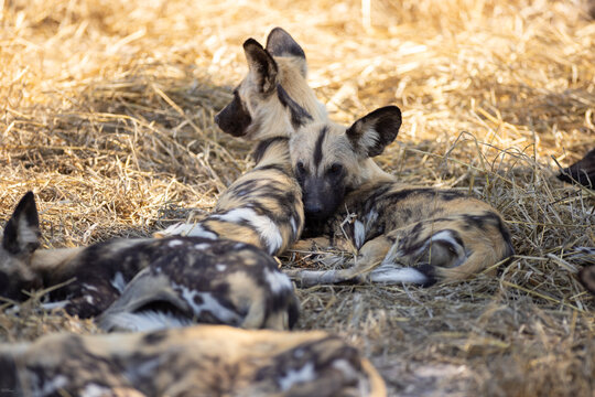 pack of wild dogs, Okavango Delta, Botswana, Africa