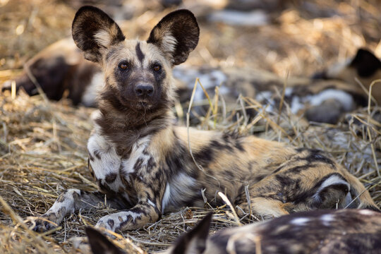 pack of wild dogs, Okavango Delta, Botswana, Africa
