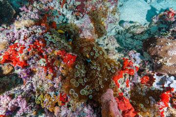 colorful coral reef © Evgenios