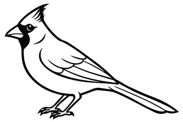Fototapeta premium cardinal silhouette line art vector illustration with a white background