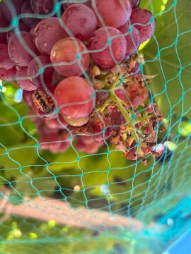 Uvas y abejas