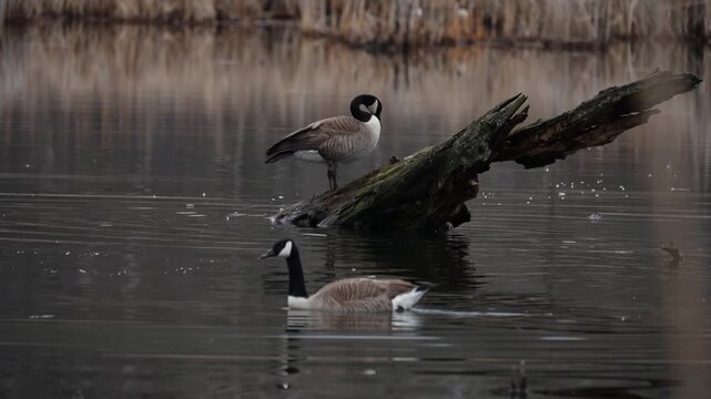 Two Canada geese in calm water, one swimming and one perched on a log, slow motion.