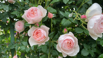 Fototapeta premium Photo of beautiful pink white rose flowers in nature in sunny botanical garden. Buds of flowering plants. Picture for notebook cover, copybook, postcard or calendar.