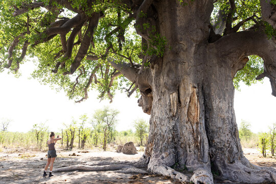 family exploring famous Baines Baobab trees, Makgadikgadi National Park, Botswana, Africa