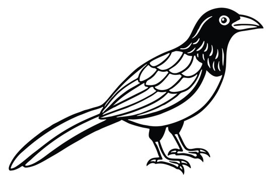 bowerbird silhouette line art vector illustration with a white background