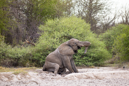 elephant, Makgadigadi National Park, Botswana, Africa