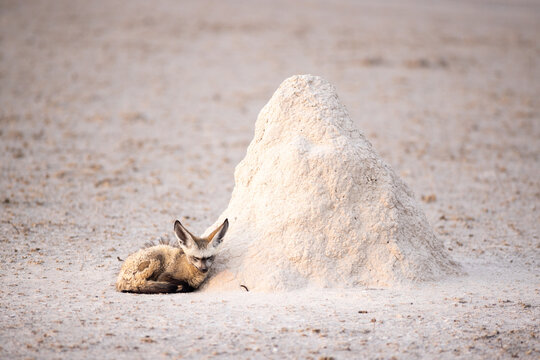 bat eared fox, Makgadigadi National Park, Botswana, Africa