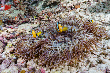 clown fish on coral reef © Evgenios