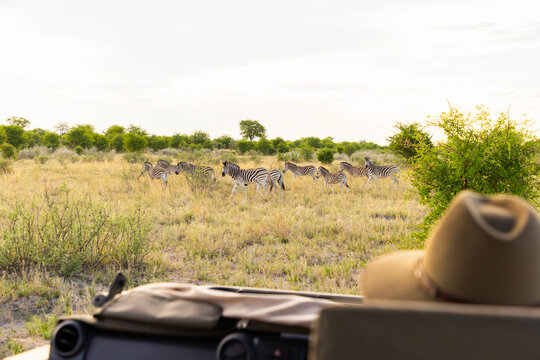 zebra, Makgadigadi National Park, Botswana, Africa