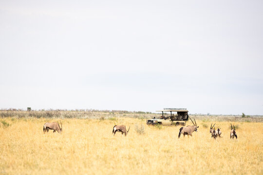 Oryx being observed by  people in safari vehicle, Makgadikgadi National Park, Botswana, Africa