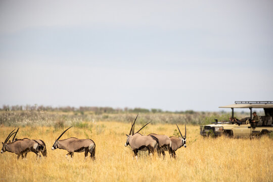 Oryx being observed by  people in safari vehicle, Makgadikgadi National Park, Botswana, Africa
