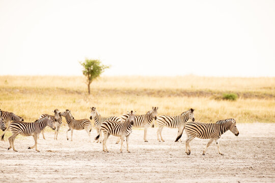 zebra, Okavango Delta, Botswana, Africa