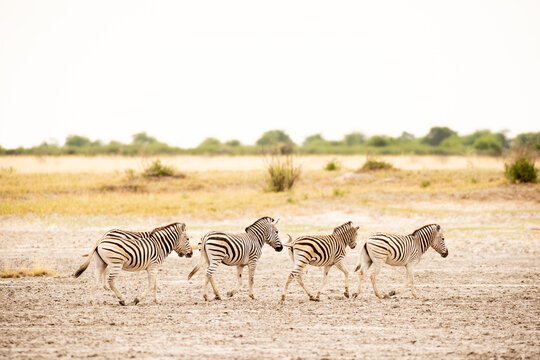 zebra, Okavango Delta, Botswana, Africa