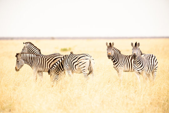 Zebra, Makgadigadi National Park, Botswana, Africa