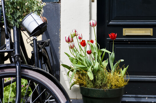 View of red and white tulips in a green pot placed on a sidewalk next to a black bicycle and a dark door with a gold mail slot Netherlands.