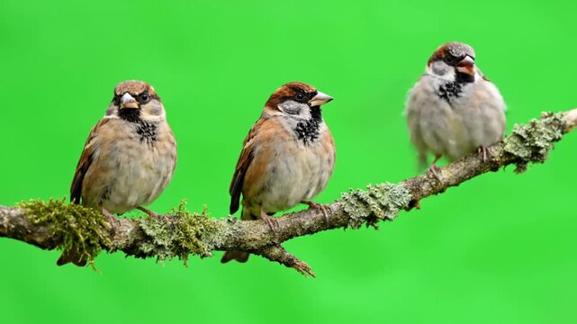 Three House Sparrows Perched on a Mossy Branch with Green Background in Nature