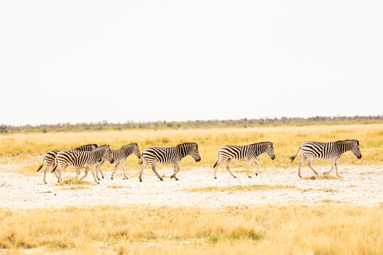 Zebra, Makgadigadi National Park, Botswana, Africa