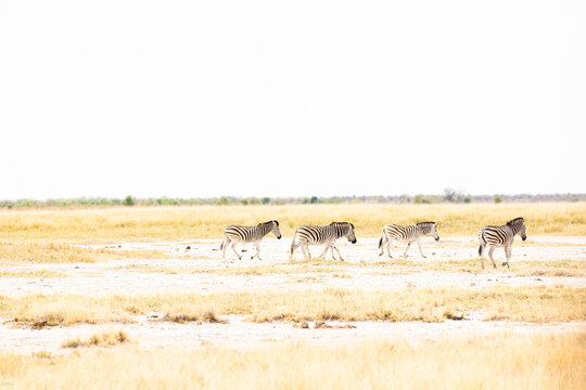 Zebra, Makgadigadi National Park, Botswana, Africa
