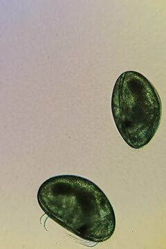 Ostracoda under brightfield microscopy video at 10x