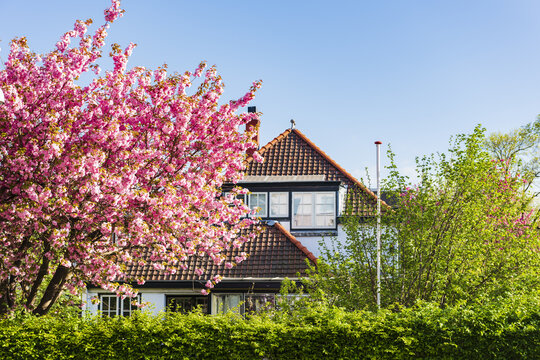 View of a traditional house with a tiled roof and white walls partially hidden behind a blooming pink cherry blossom tree and green hedges under a clear blue sky Netherlands.