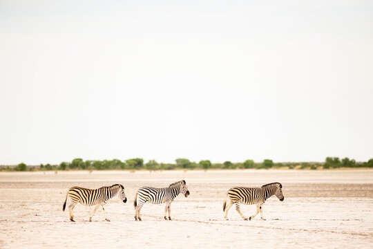 Giraffe crossing path of safari vehicle, Makgadikgadi National Park, Botswana, Africa