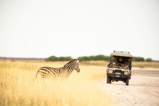 Giraffe crossing path of safari vehicle, Makgadikgadi National Park, Botswana, Africa