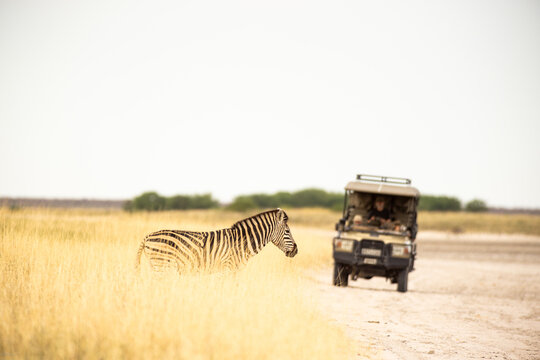 Giraffe crossing path of safari vehicle, Makgadikgadi National Park, Botswana, Africa
