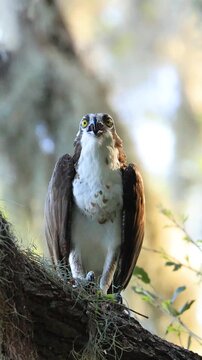 osprey Swallowing a Fish Tail