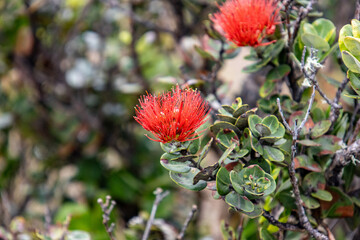 Fototapeta premium Macro of a red Ohi'a lehua flower blossom on the branch at Hawaii Volcanoes National Park Big Island