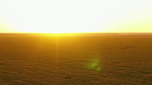 None - Aerial drone over golden wheat field at sunset