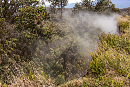 Volcanic steam rising from a lush fissure with ferns and ohia lehua trees at Hawaiʻi Volcanoes National Park Big Island Hawaii