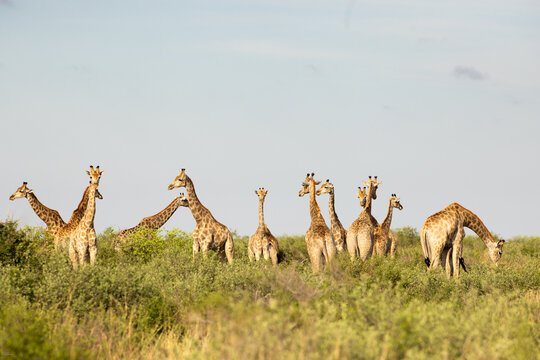 Giraffe,
