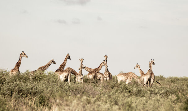Giraffe,