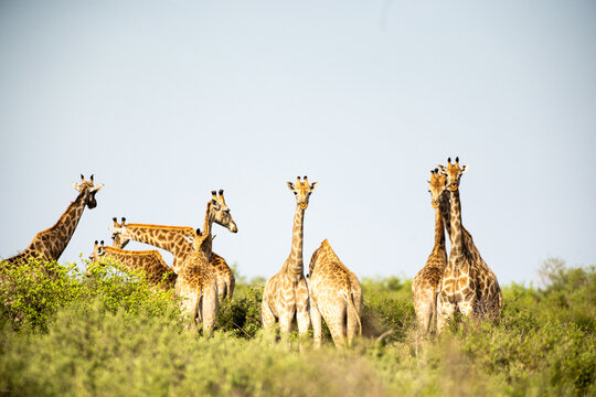 Giraffe,