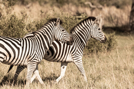 zebra, Okavango Delta, Botswana, Africa