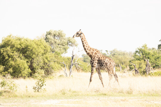 Giraffe, Okavango Delta, Botswana, Africa