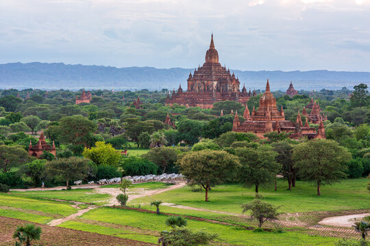 Majestic Sulamani Temple and zebu herd in the Bagan plain, Myanmar.
